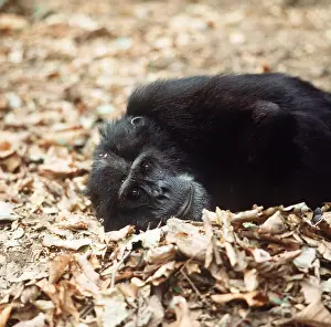 Goblin: CHIMPANZEE - Goblin 29 Year old ex-alpha male