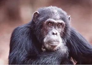 Intelligence: CHIMPANZEE - Goblin - 29 years old