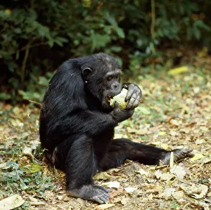 Goblin: Chimpanzee - Goblin eating fruit of Conopharyngia