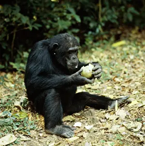 Smashing: Chimpanzee - Goblin Eating fruit Conopharyngia