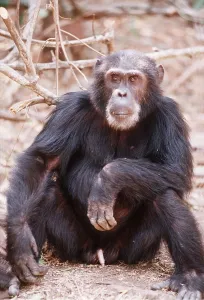 Chimp: CHIMPANZEE - Goblin ex-alpha male, 29 years old