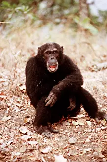 Chimp: CHIMPANZEE - Goblin, male