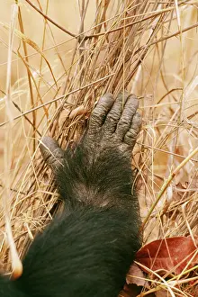 Toes: Chimpanzee - Goblin's right foot