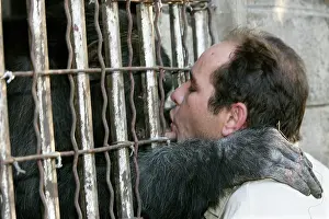 Rehabilitation: Chimpanzee - greeting man though cage bars