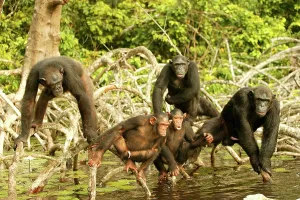 Scratching: CHIMPANZEE - group together, on Mangrove branches