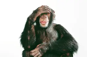 Intelligence: CHIMPANZEE - Hand over eyes