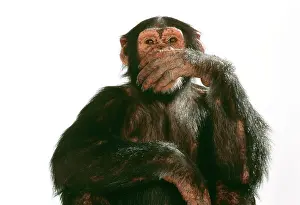 Evil: Chimpanzee - hand over mouth Speak No Evil