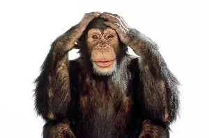 Evil: Chimpanzee - hands over ears Hear No Evil