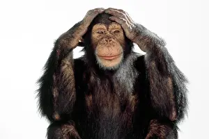 Evil: Chimpanzee - hands on head - headache - hear