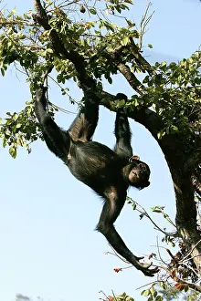 Swinging: Chimpanzee - hanging from branch