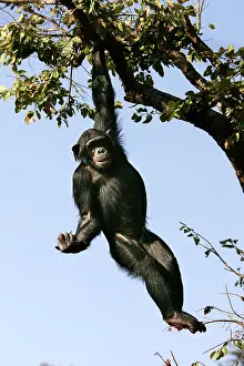 Swinging: Chimpanzee - hanging from branch