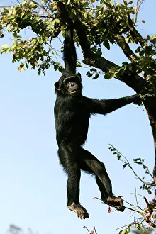 Swinging: Chimpanzee - hanging from branch