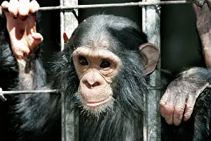 Rehabilitation: Chimpanzee - looking through bars