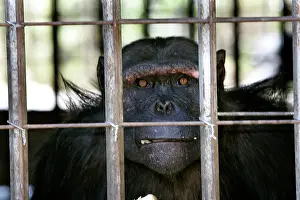 Rehabilitation: Chimpanzee - looking through bars