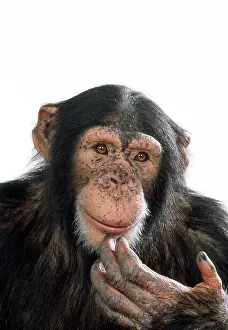 Pensive: CHIMPANZEE - Looking pensive
