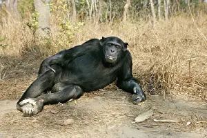 Anthropomorphic: Chimpanzee - lying down