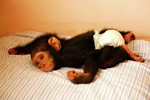 Orphan: CHIMPANZEE - lying on bed at Orphanage / Nursery