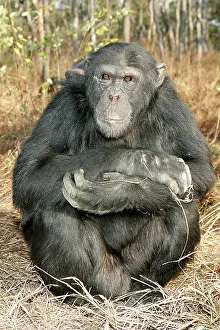 Anthropomorphic: Chimpanzee - male sitting