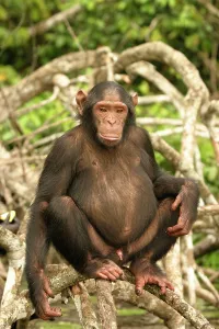 Penis: CHIMPANZEE - male, sitting on branches