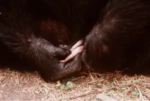 Chimp: CHIMPANZEE - Masturbating, playing with penis