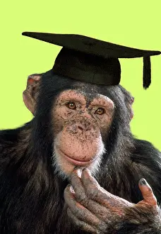 Boards: Chimpanzee - in mortarboard