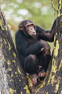 Pejeta: Chimpanzee at Ol Pejeta Reserve, Kenya