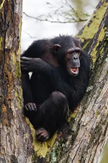 Pejeta: Chimpanzee at Ol Pejeta Reserve, Kenya