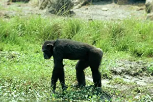 Maureen Brown: CHIMPANZEE - side on, walking