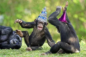 Laughter: Chimpanzee (Pan troglodytes), adult female with