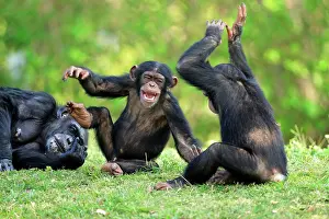 Humourous: Chimpanzee (Pan troglodytes), adult female with