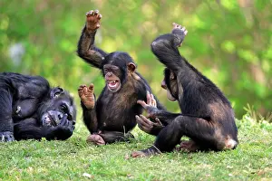 Humourous: Chimpanzee (Pan troglodytes), adult female with