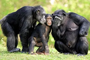 Humourous: Chimpanzee (Pan troglodytes), two adult females