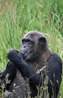 Facial: CHIMPANZEE (pan troglodytes), ADULT SUKLING ITS THUMB