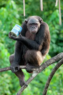 Cans: Chimpanzee (Pan troglodytes) is drinking milk. R