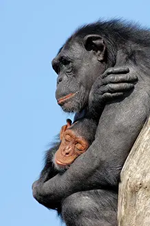 Embrace: Chimpanzee (Pan troglodytes), female with young