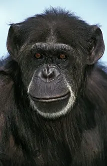 Troglodytes: Chimpanzee (pan troglodytes), Portrait of Male
