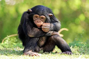 Humourous: Chimpanzee (Pan troglodytes), young sitting
