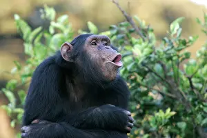 Hoot: Chimpanzee - pant-hoot / calling