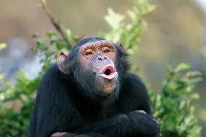 Hoot: Chimpanzee - pant-hoot / calling