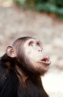 Lips: CHIMPANZEE - pant-hoot / calling