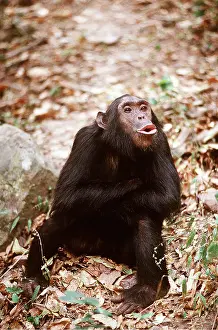 Chimp: CHIMPANZEE - pant-hoot / calling