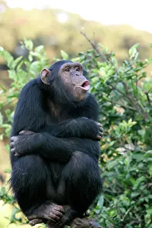 Hoot: Chimpanzee - 'pant-hootI / calling