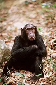 Chimp: CHIMPANZEE - Pax sitting