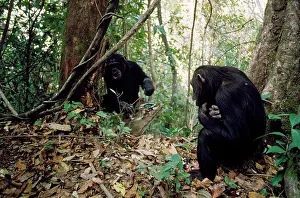 Older: Chimpanzee - Pax watching older brother catch ants