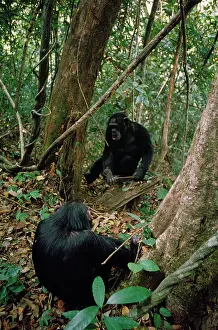 Intelligence: Chimpanzee - Pax watching older brother catch ants