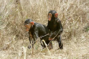 Imitating: Chimpanzee - two playing, imitating mating