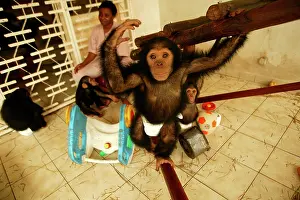 Nursery: CHIMPANZEE - playing at Orphanage / Nursery for