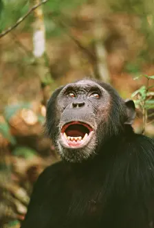 Hoot: Chimpanzee - Prof calling, at 23 years old