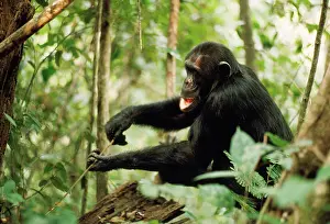 Prof: Chimpanzee - Prof fishing for Safari Ants