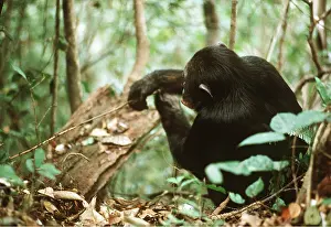Intelligence: CHIMPANZEE - Prof fishing for Safari Ants